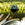0001_Spro_Fat_Iris_60_[Shad].jpg